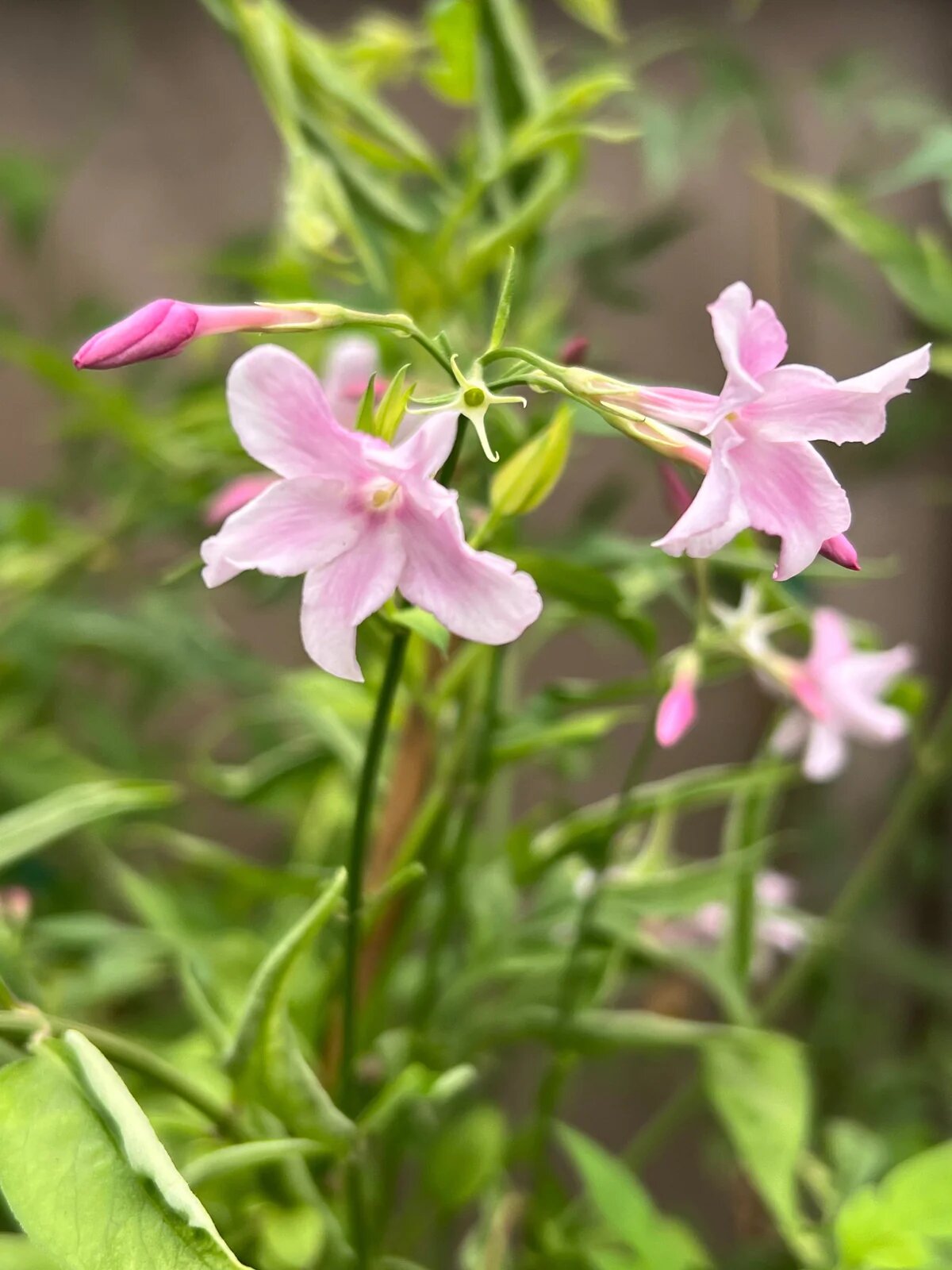 Pink Jasmine Plant Seeds