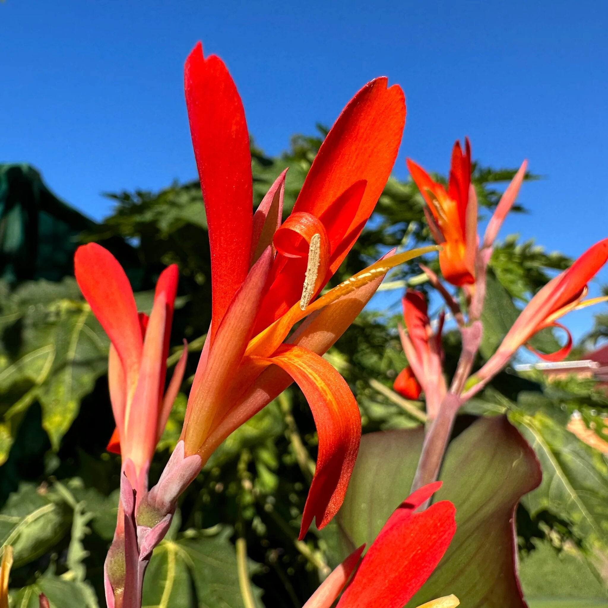 Canna edulis Flower Seeds