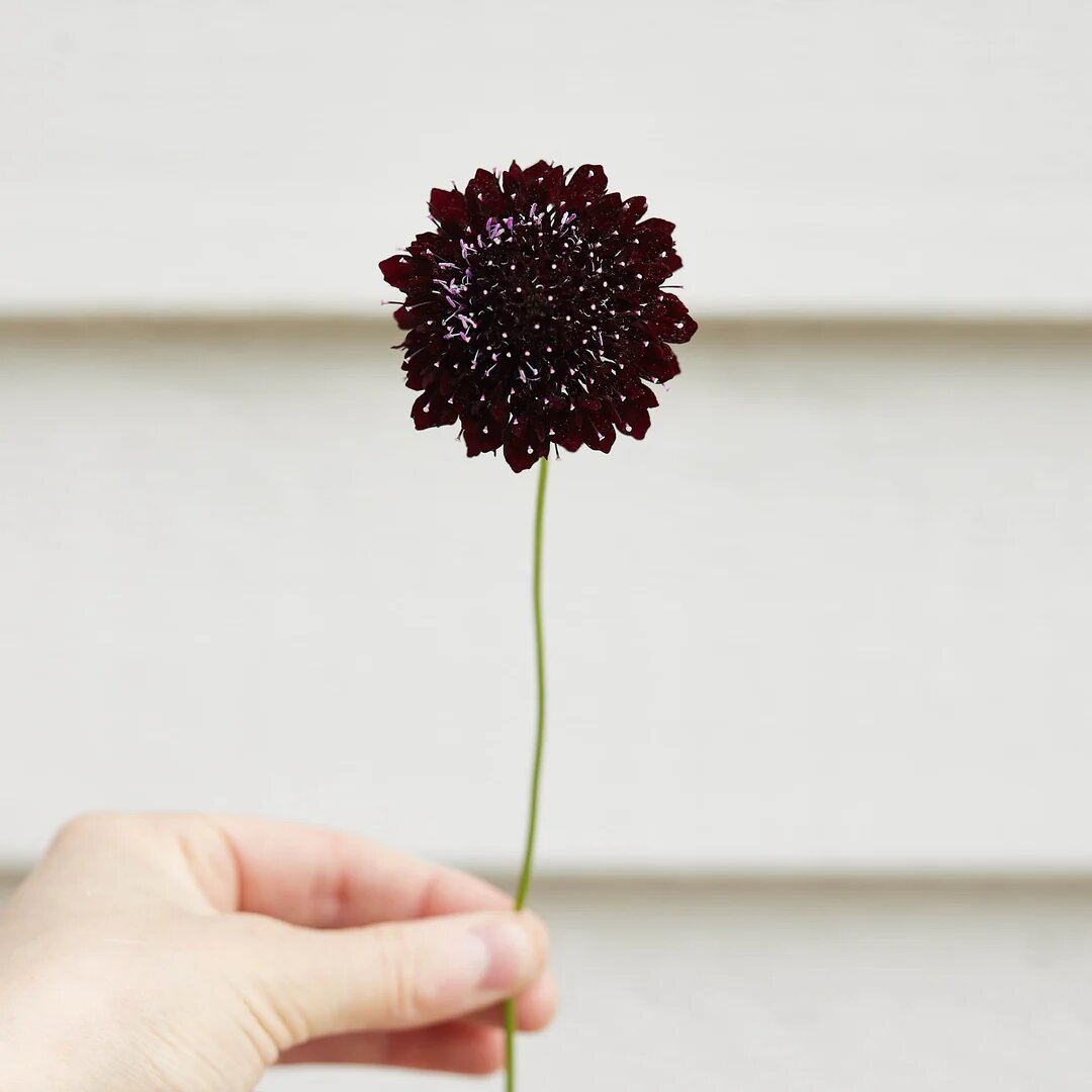 Black Tacca Chantrieri Flower Seeds - Heirloom Non GMO Premium Garden Seeds for Planting
