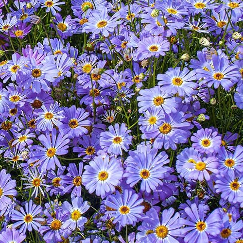 Violet Daisy Brachyscome Flower Seeds - Heirloom Non GMO High Germination Garden Planting Seeds