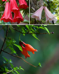 Mixed Lapageria Flower Seeds