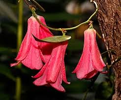 Mixed Lapageria Flower Seeds