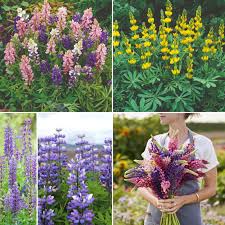 Mixed Lupine Flower Seeds Premium Floral Seeds for Decorative Outdoor Landscapes Heirloom Non-GMO High Germination - Hei