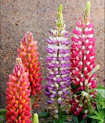 Mixed Lupine Flower Seeds Premium Floral Seeds for Decorative Outdoor Landscapes Heirloom Non-GMO High Germination - Hei