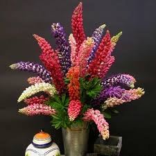 Mixed Lupine Flower Seeds