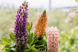 Mixed Lupine Flowers Seeds - Heirloom Non GMO High Germination Organic Flower Seeds for Planting