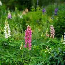 Mixed Lupine Flowers Seeds - Heirloom Non GMO High Germination Organic Flower Seeds for Planting