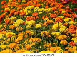 Mixed Marigold Flower Seeds Heirloom Non-GMO High Germination Organic Garden Seeds Seeds for Planting Colorful Blooms