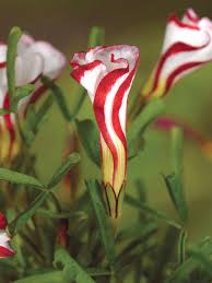 Mixed Oxalis Versicolor Flower Seeds