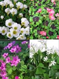 Mixed Oxalis acetosella Flower Seeds