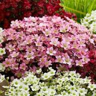 Mixed Saxifrage Flower Seeds
