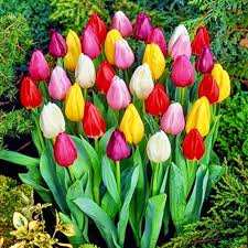 PC Mixed Tulip Flower Seeds