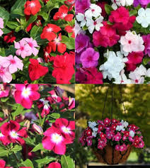 Mixed Vinca Flower Seeds