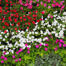Mixed Vinca Flower Seeds - Heirloom Non GMO High Germination Organic Garden Flower Seeds