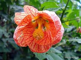 Orange Abutilon Flower Seeds Easy Grow Blossoms Seeds for Planting Heirloom Non GMO High Germination Organic Garden