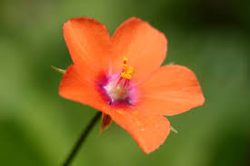 Orange Anagallis monelli Flower Seeds