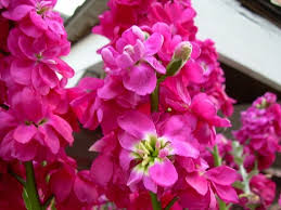 Pink Matthiola Flower Seeds for - Heirloom Non GMO Premium Garden Seeds for Planting, High Germination Outdoor Plants