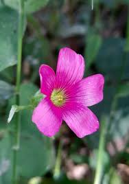 Pink Oxalis Acetosella Flower Seeds