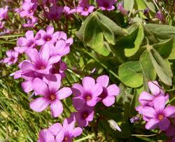 Pink Oxalis Acetosella Flower Seeds