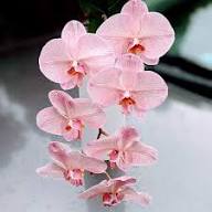 Pink Pale Bell Orchid Flower Seeds