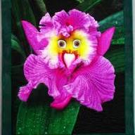 Pink Monkey Face Orchid Flower Seeds