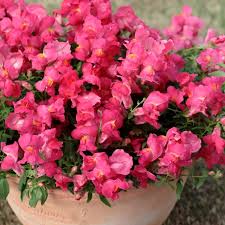 Pink Antirrhinum Flower Seeds