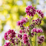 Pink Aquilegia Flower Seeds Rare - Heirloom Non GMO Premium Garden Seeds for Planting, High Germination Outdoor Plants