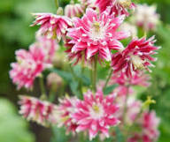 Pink Aquilegia Flower Seeds Rare - Heirloom Non GMO Premium Garden Seeds for Planting, High Germination Outdoor Plants