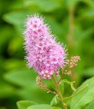 Pink Astilbe Flower Seeds