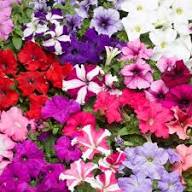 Petunia Flower Mixed Colors Fresh Planting Vibrant Petunia Blooms Flower Seeds Home Garden Seeds for Planting -