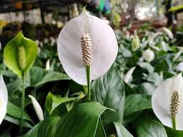 White Spathiphyllum Flower Seeds
