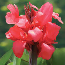 PINK ELWYN CANNA FLOWER SEEDS HEIRLOOM NON-GMO HIGH GERMINATION ORGANIC GARDEN SEEDS FOR PLANTING Seeds - Heirloom Non G