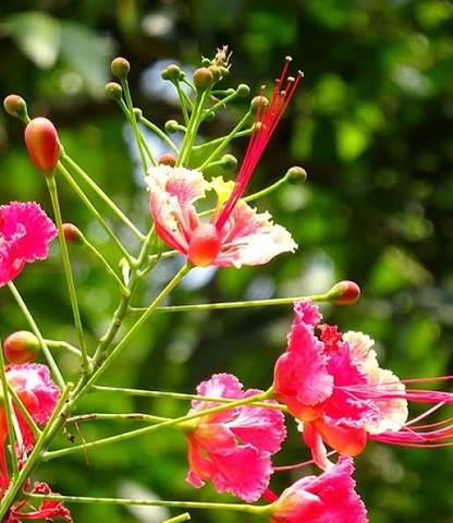 Pink Poinciana Flower Seeds