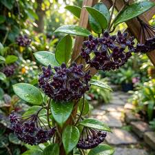 Black Hoya Flower Seeds