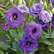 Purple Eustoma Flower Seeds – Easy Grow Garden Decoration Seeds for Planting - Heirloom Non GMO High Germination Garden