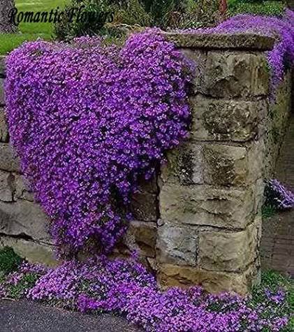 Purple Cress Flower Seeds Exotic Flowering Plants for Colorful Backyard Beauty Seeds for Planting Heirloom Non GMO High