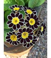 Black Primrose Flower Seeds