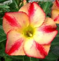 Red Adenium Obesum Flower Seeds Yellow Heirloom Non GMO High Germination Organic Garden Seeds Seeds for Planting - Heirl