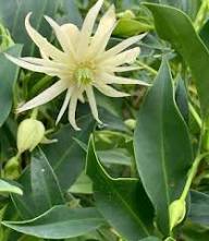 White Illicium Flower Flower Seeds - Heirloom Non GMO High Germination Organic Garden Planting Seeds