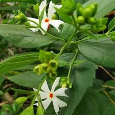 White Piece Harsingar Flower Seeds
