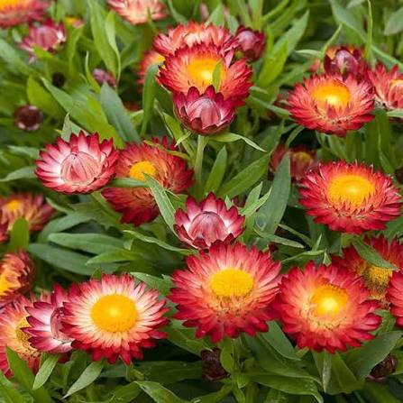 Mixed Heliopsis Flower Seeds