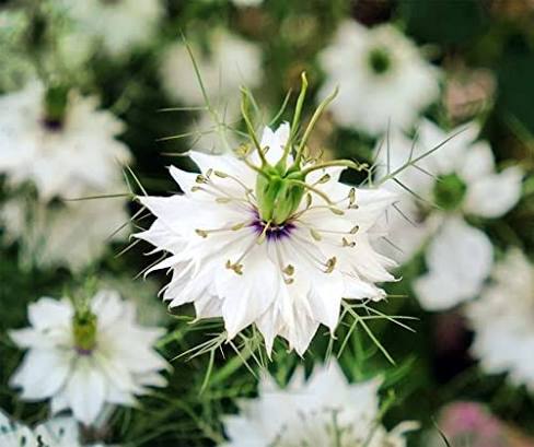 White Nigella Damascena Flower Seeds