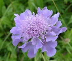 Scabiosa Flower Seeds