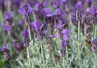 Purple Creeping Flower Seeds - Heirloom Non GMO High Germination Flower Seeds for Planting