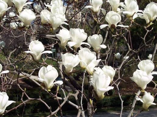 Yulan Magnolia Flower Seeds