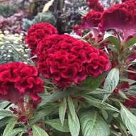 cockcomb flower seeds flower