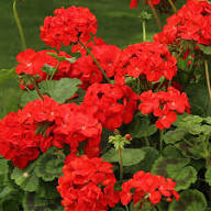 Red Geranium Flower Fresh Planting Bright Geranium Blooms Flower Seeds for Planting Heirloom Non-GMO High Germination