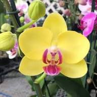 Yellow Blooming Orchid Flower Seeds