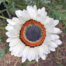 White Sunflower Seeds Rare Blooming Plants Balcony and Patio Gardening Colorful Landscape - Heirloom Non GMO High Germin