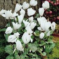 White Cyclamen Flower Seeds - Heirloom Non GMO High Germination Flower Seeds for Home Garden Planting